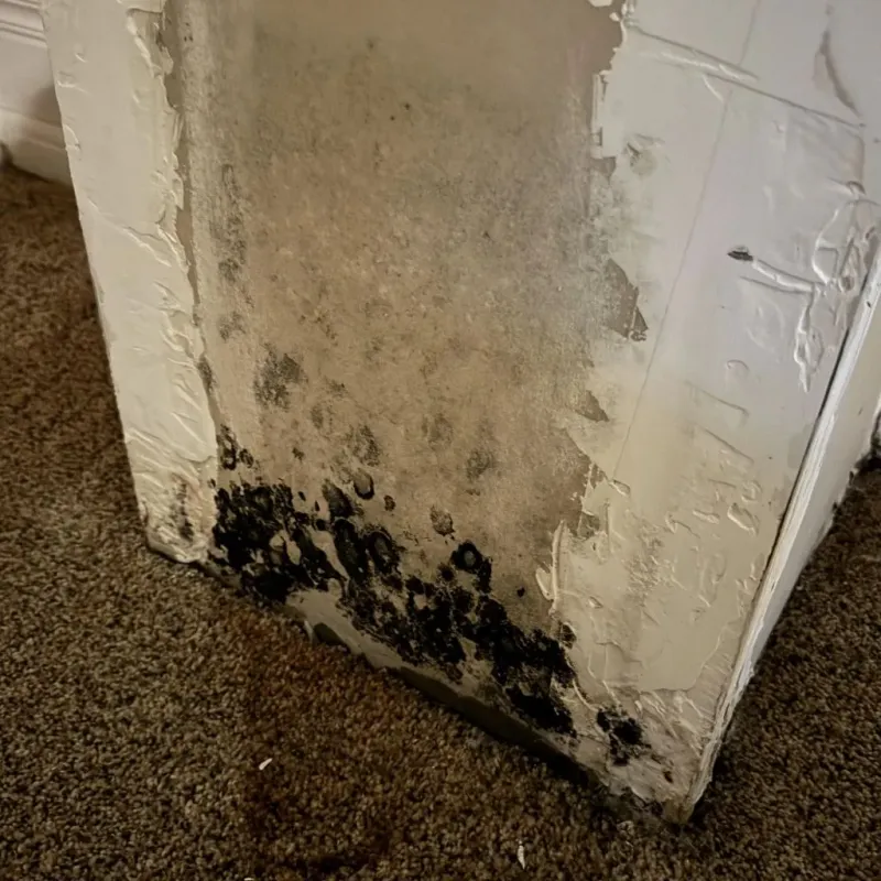 Professional Mold Removal in Como, WI